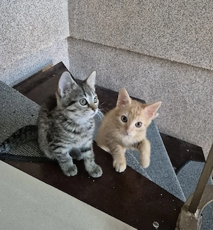 Baby Katze 