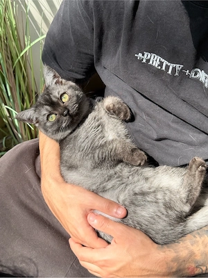 BKH Kitten