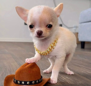 Chihuahua-welpen 