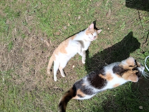 Katzen 1 jahr