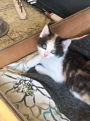 Glückskatzen, Babykatzen, Kitten