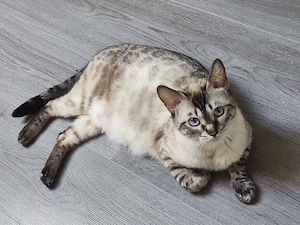 snow bengal katze 