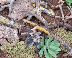 Verkaufe Monocentropus balfouri adult