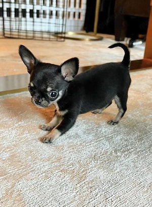Chihuahua-welpen 
