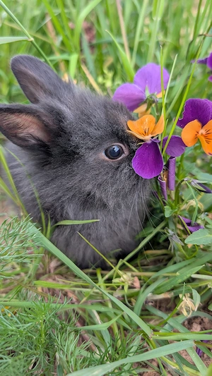 Löwenköpfchen Zwergkaninchen Mädchen 