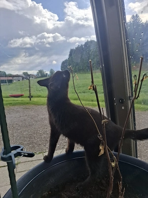 Maine coon mix Mädchen 