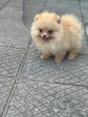 Pomeranian Zwergspitz