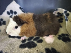 Sehr süße männliche Meerschweinchen Babys  Bild 2