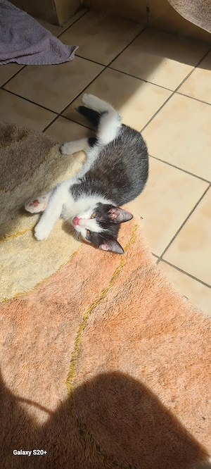 Süsse Katzenbabys suchen ein neues Zuhause Abgabe ab 22.06.26 