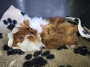 Sehr süße männliche Meerschweinchen Babys 