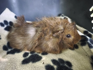Sehr süße männliche Meerschweinchen Babys  Bild 3