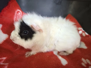 Weibliche Meerschweinchen Babys 