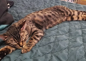 Bengal black 