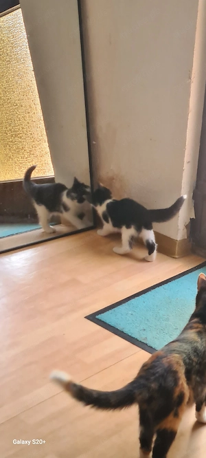 Katzenbabys suchen ein neues Zuhause 