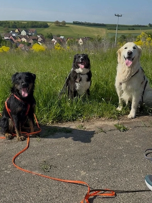 Wunderbare Mischlingshündin Toffie sucht ihre Familie Bild 7