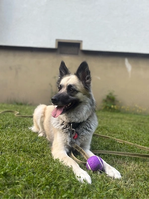 Husky-Schäferhund mix hündin