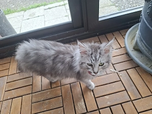 Maine coon mix Mädchen 