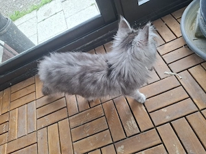 Maine coon mix Mädchen 
