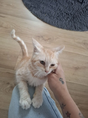Maine coon Mix Kater 