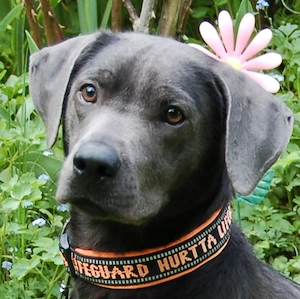 La Pauli - 1 Jahr - Labrador Mix - Tierhilfe Franken e.V.