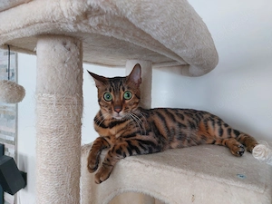 Bengal Katze, 14 Monate alt, gechippt und geimpft, in liebevolle Hände abzugeben