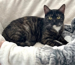 Tierschutz-Katzen suchen ein Zuhause 