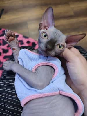 Süse Kater, mit impfpass und schöne überaschung