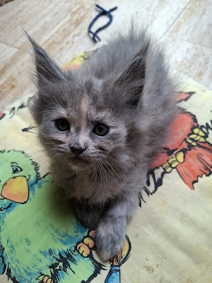 Niedliche Maincoon Babys  Bild 2
