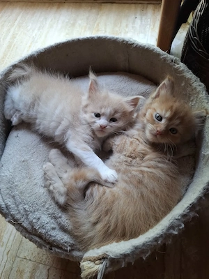 Niedliche Maincoon Babys  Bild 8