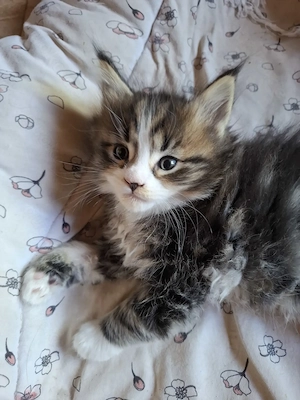 Niedliche Maincoon Babys  Bild 5