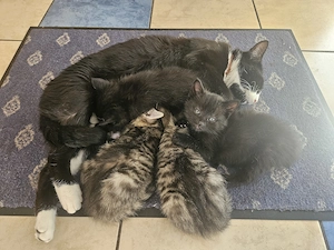 Katzen Kitten, Kinder