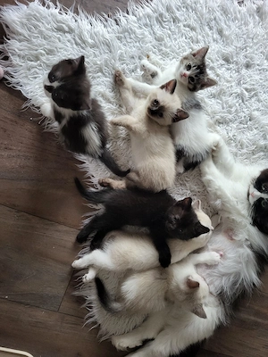 liebevolle Bkh Blh babys 