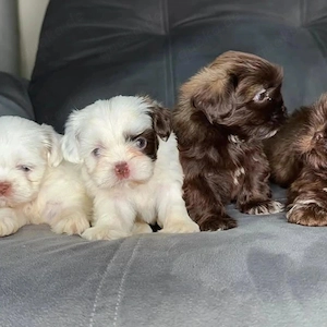 Wir haben wunderschöne Shih-Tzu-Welpen (Rüden und Hündinnen) abzugeben: 01521 5034137.