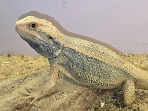 Hypo Thunderbolt het Zero Männchen 