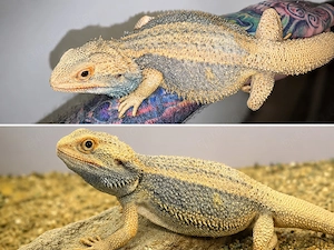 hypo trans thunderbolt het zero bartagame pogona vitticeps männlich