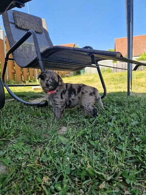 aussiedoodle Welpen miini