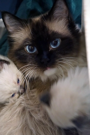Ragdollkatze in fürsorgliche Hände abzugeben