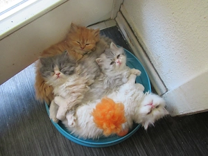 Menschenbezogene zutrauliche Katzenbabys British Longhair abzugeben