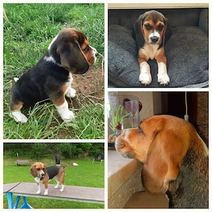 Beagle Welpen Für Liebhaber 