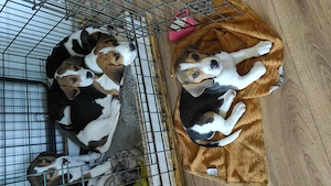 Beagle Welpen Für Liebhaber  Bild 1