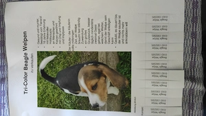Beagle Welpen Für Liebhaber  Bild 2