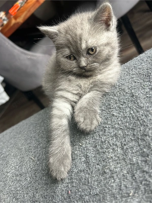 Bkh Blue Smoke Kitten Blue Kitten 