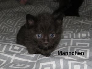 BKH-Mix Kitten 