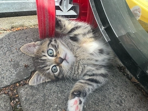 Kleine Jungen suchen ein neues Zuhause