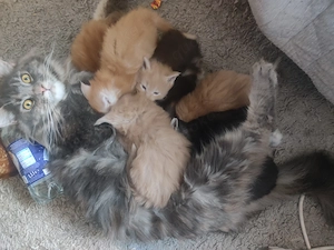Wunderschöne Maine-Coon-Mix Kitten  Bild 9
