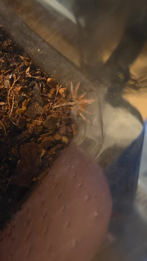 Brachypelma boehmei