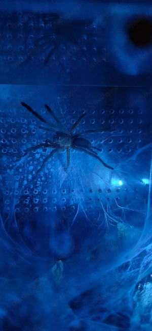 Chilobrachys natanicharum  Blaue Thailand Vogelspinne mit Terrarium 