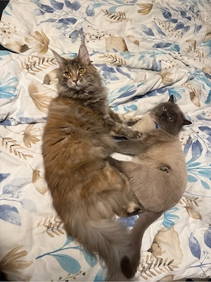 kitten babys  Bild 2