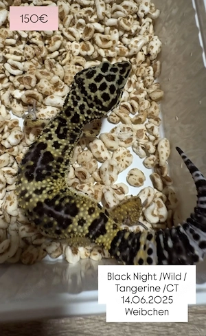 Leopardgecko Weibchen 2025