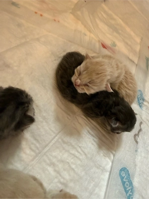 kitten babys  Bild 3